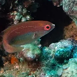 Peacock wrasse, photo 6