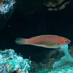 Peacock wrasse, photo 7