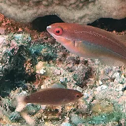 Peacock wrasse, photo 8