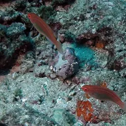 Peacock wrasse, photo 9