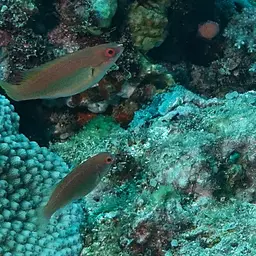 Peacock wrasse, photo 10