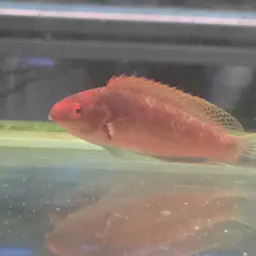 Peacock wrasse, photo 11