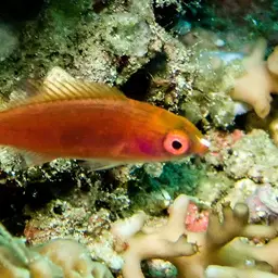 Peacock wrasse, photo 12