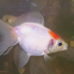 Pearlscale Goldfish, photo 2