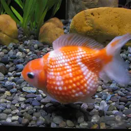 Pearlscale Goldfish, photo 3