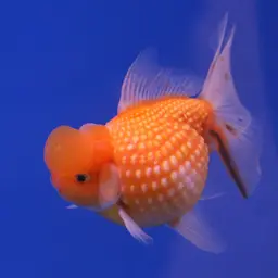 Pearlscale Goldfish, photo 4