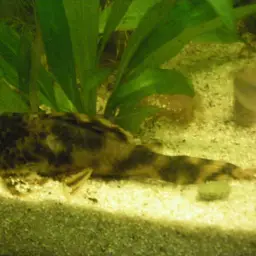 Dwarf Pleco, photo 2