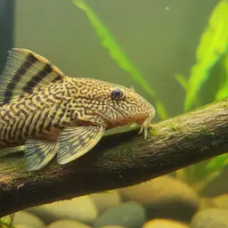 Dwarf Pleco, photo 1