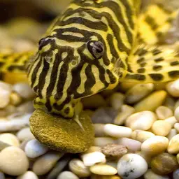 Leopard Frog Pleco, photo 1