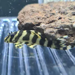 Leopard Frog Pleco, photo 3