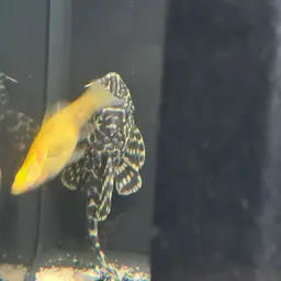 Leopard Frog Pleco, photo 4
