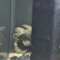 Leopard Frog Pleco, photo 5