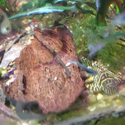 Leopard Frog Pleco, photo 6