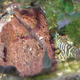 Leopard Frog Pleco, photo 7