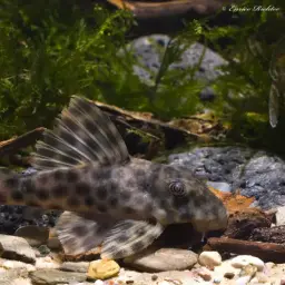 Brown Dot Peckoltia