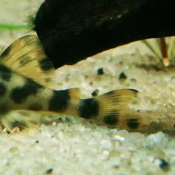 Brown Dot Peckoltia, photo 2