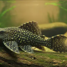 Peckoltia pankimpuju