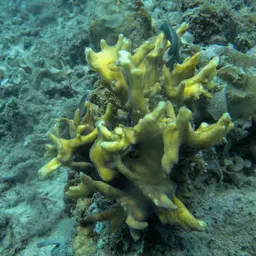 Antler Lettuce Coral, photo 2