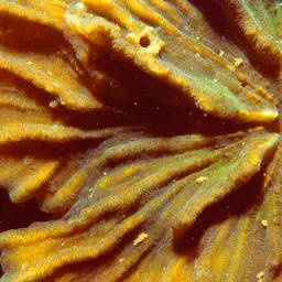 Antler Lettuce Coral