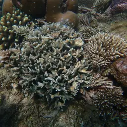 Antler Lettuce Coral, photo 3