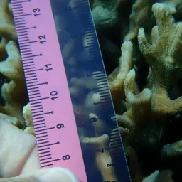 Antler Lettuce Coral, photo 4
