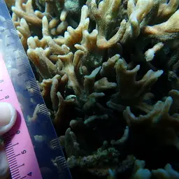 Antler Lettuce Coral, photo 5