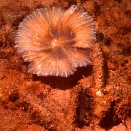 Antler Lettuce Coral, photo 6