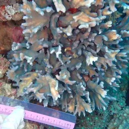 Antler Lettuce Coral, photo 7