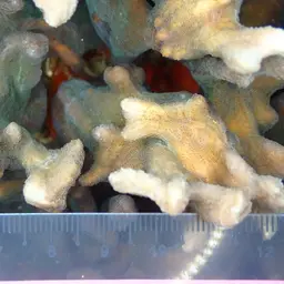 Antler Lettuce Coral, photo 8