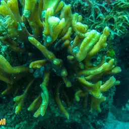 Antler Lettuce Coral, photo 9