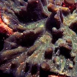 Antler Lettuce Coral, photo 10