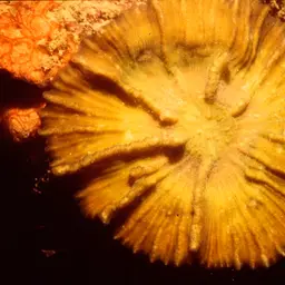 Antler Lettuce Coral, photo 11
