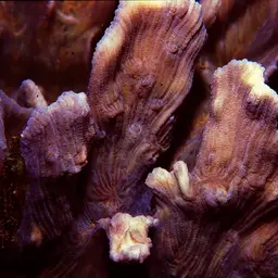 Antler Lettuce Coral, photo 12