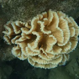 Lettuce Coral, photo 2