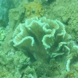 Lettuce Coral, photo 3