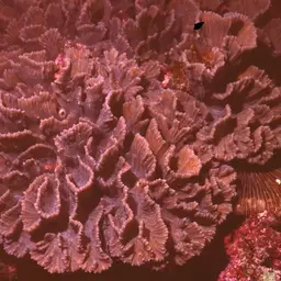 Lettuce Coral, photo 4