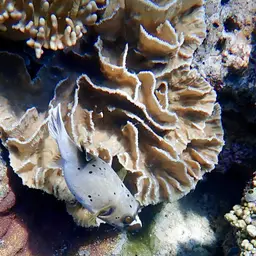 Lettuce Coral, photo 5