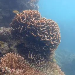Lettuce Coral, photo 6