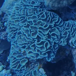 Lettuce Coral, photo 7