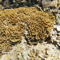 Lettuce Coral, photo 8