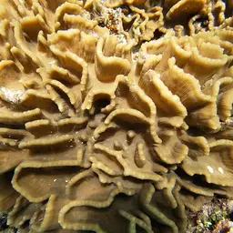 Lettuce Coral, photo 9