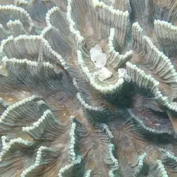 Lettuce Coral, photo 10