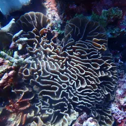 Lettuce Coral, photo 11