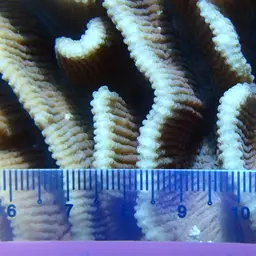 Lettuce Coral, photo 12