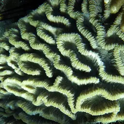 Lettuce Coral, photo 1