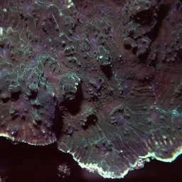 Flat Lettuce Coral, photo 2