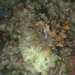 Palm Lettuce Coral, photo 1