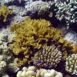 Palm Lettuce Coral, photo 2