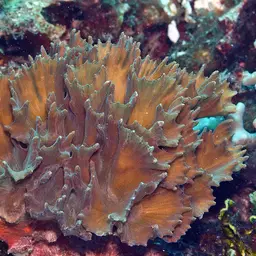 Palm Lettuce Coral, photo 3