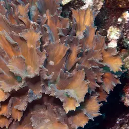 Palm Lettuce Coral, photo 4